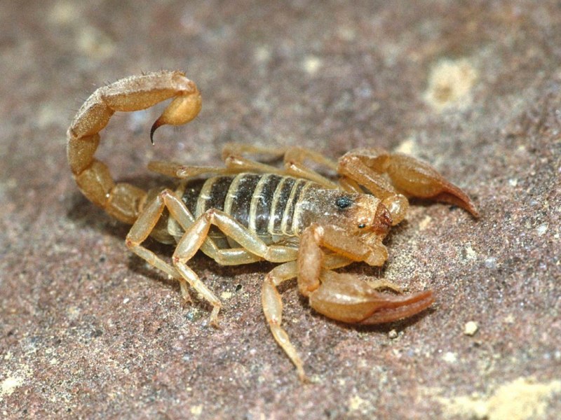 Euscorpius italicus