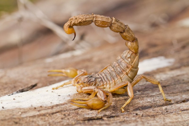 Euscorpius mingrelicus