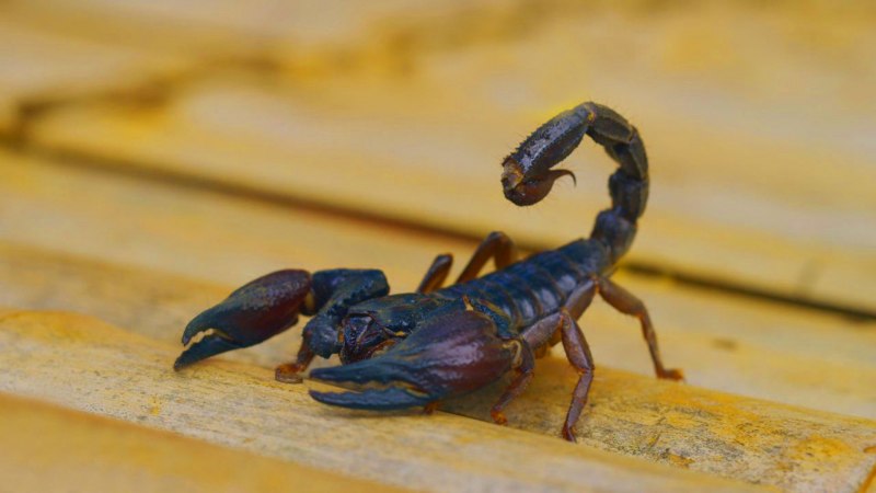 Heterometrus cyaneus