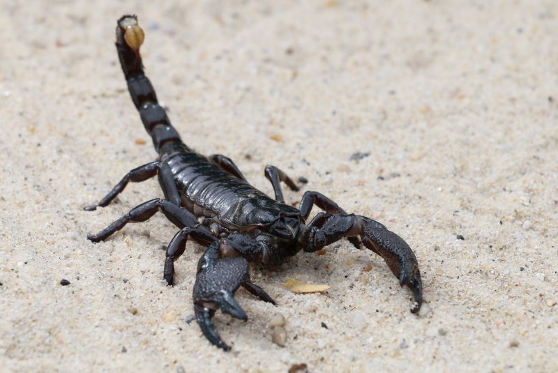 Euscorpius italicus