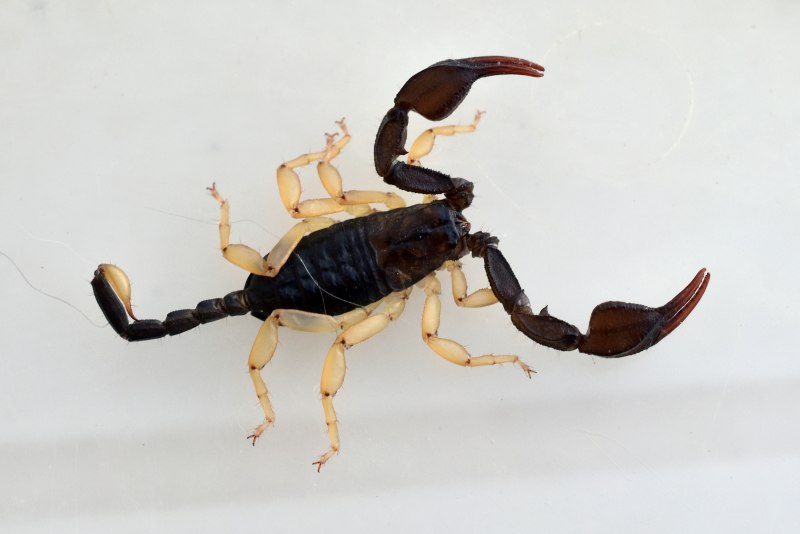 Heterometrus cyaneus