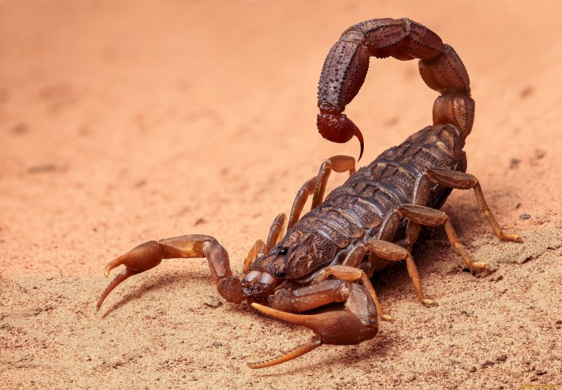 Скорпион Heterometrus