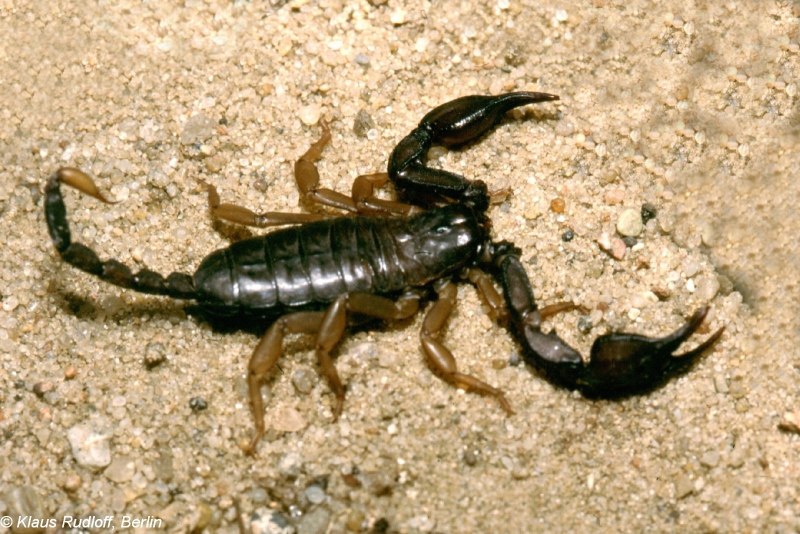 Итальянский Скорпион Euscorpius italicus