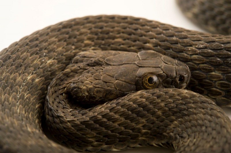 Водяной уж (Natrix tessellata)