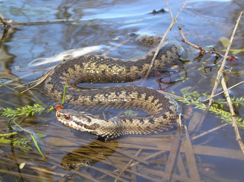 Xenochrophis Piscator