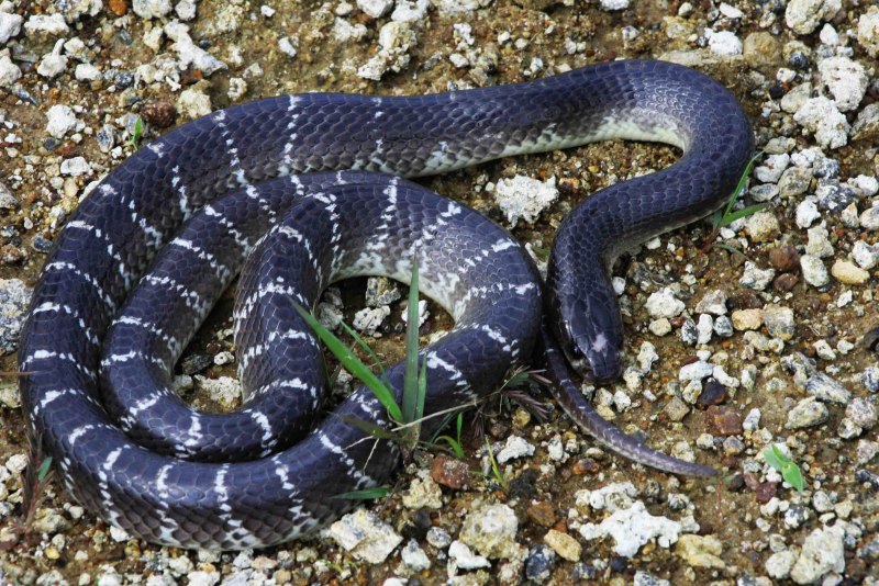 Agkistrodon piscivorus