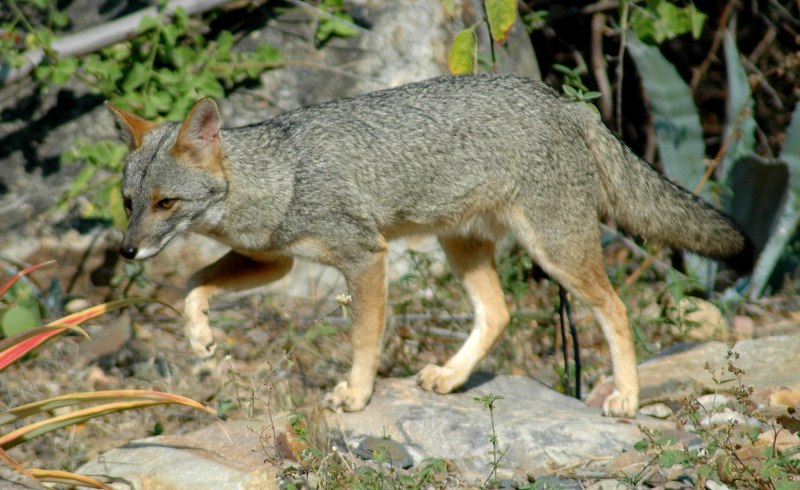 Lycalopex sechurae