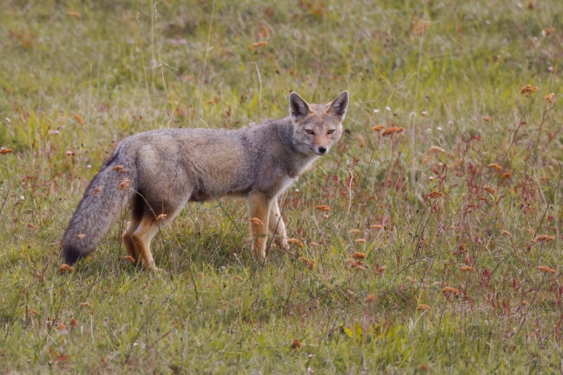Южноамериканская лисица (Pseudalopex griseus)