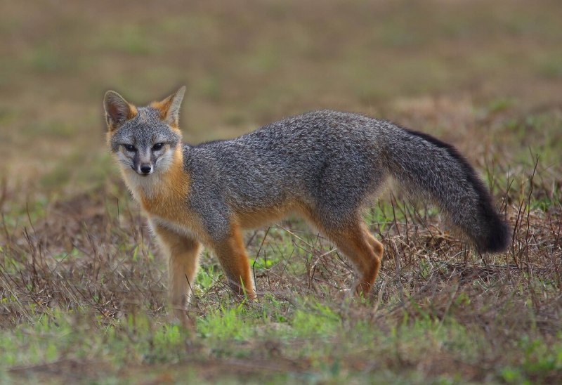 Urocyon cinereoargenteus