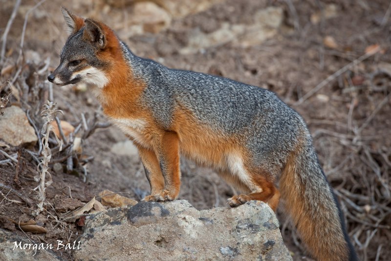 Urocyon littoralis