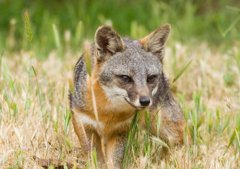 Urocyon littoralis