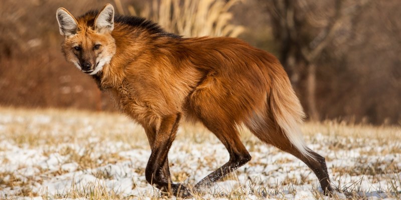 Пампасская лисица Южной Америки