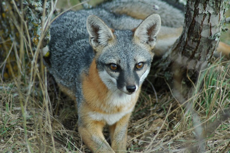Urocyon cinereoargenteus