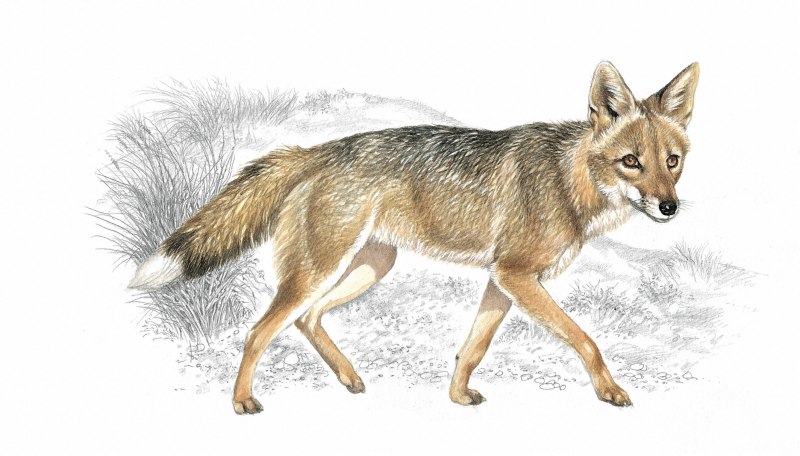 Фолклендская лисица рисунок