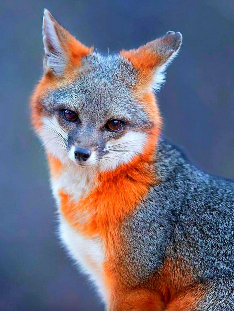 Вениамин Корсак