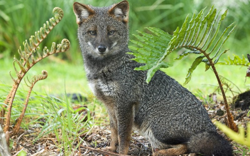 Американский Корсак Vulpes Velox