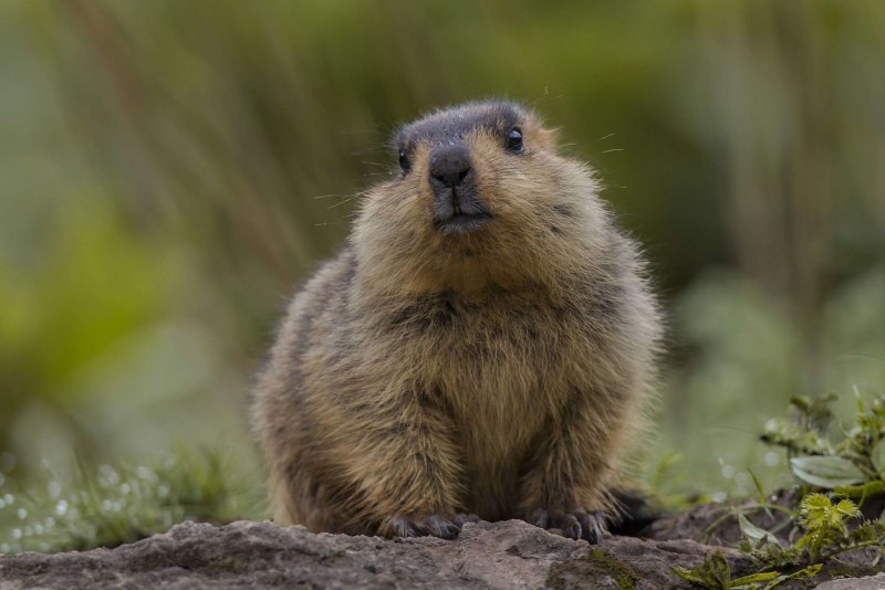 Himalaya Marmot