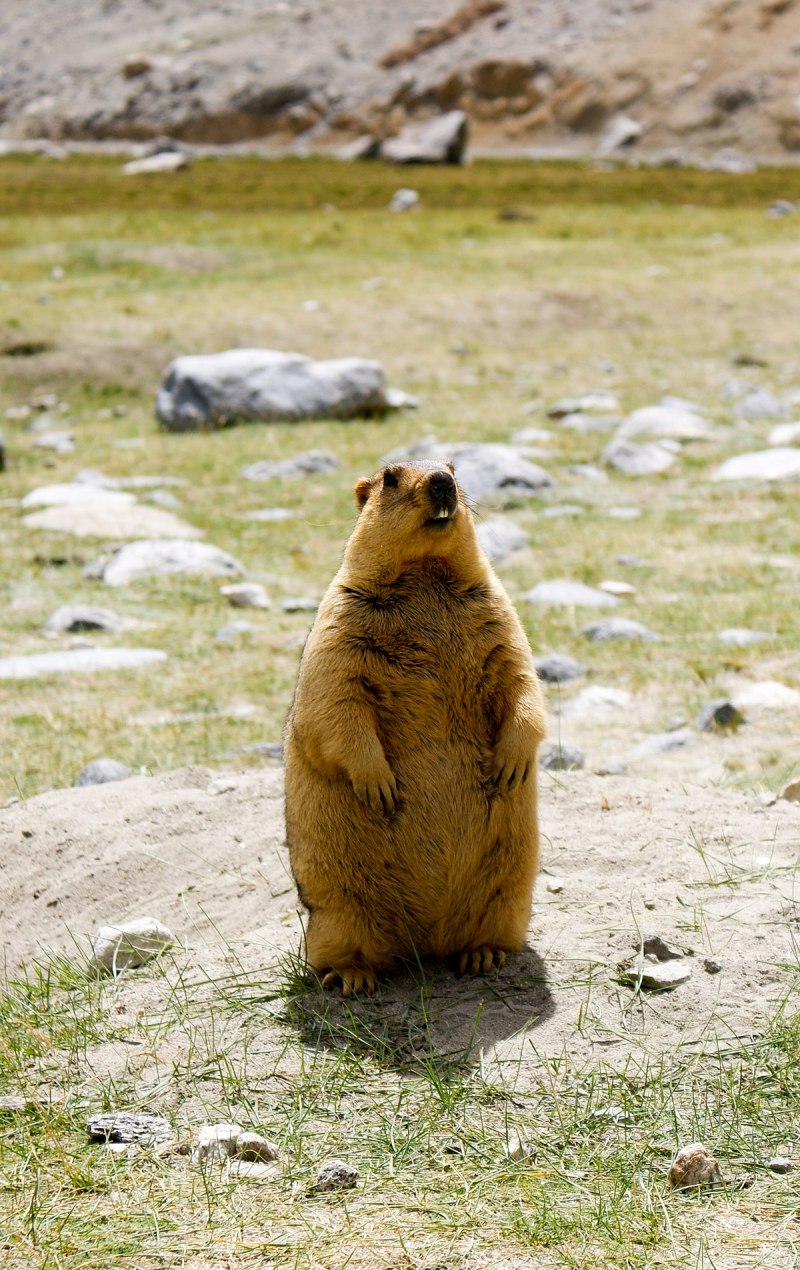 Сурков Marmota.
