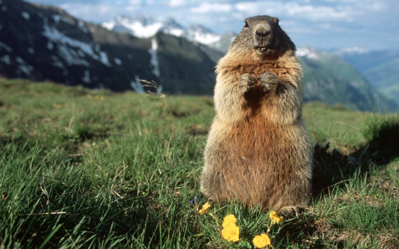 Желтобрюхий сурок (Marmota flaviventris)