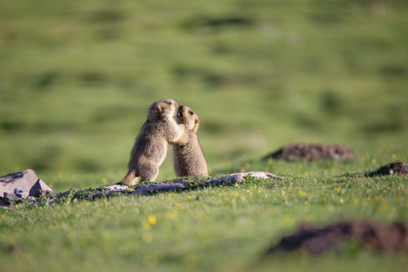 Седой сурок (Marmota caligata)