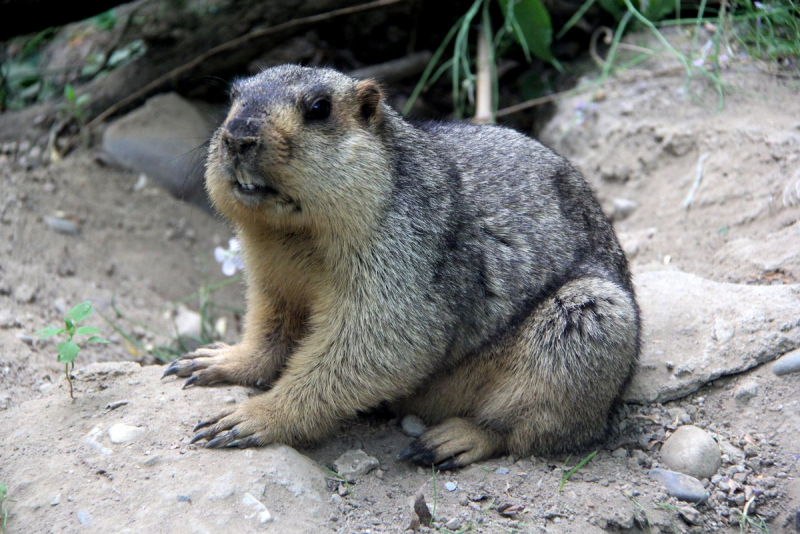Marmot funny photo