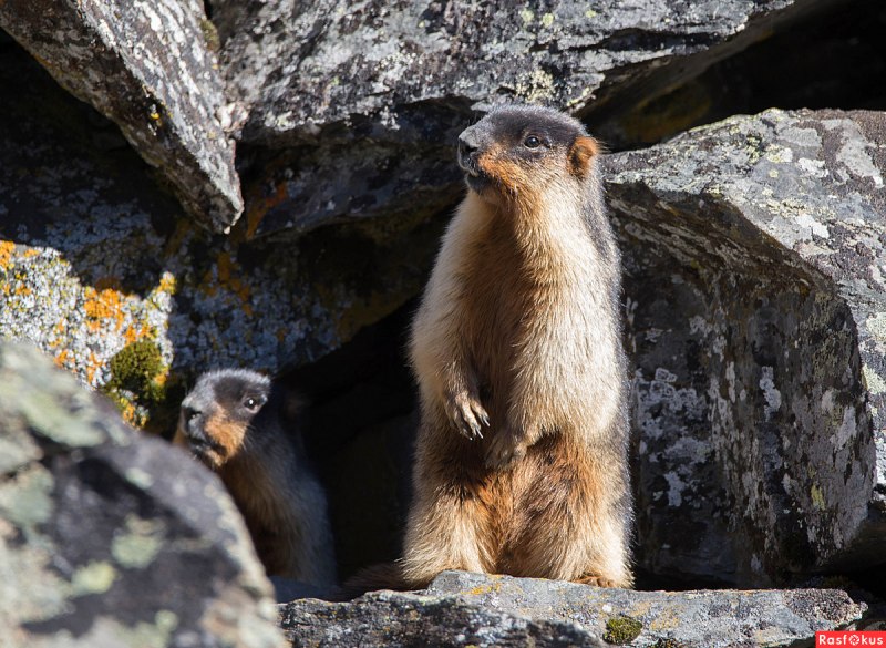 Marmota baibacina) серый сурок