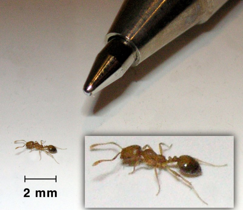 Monomorium pharaonis