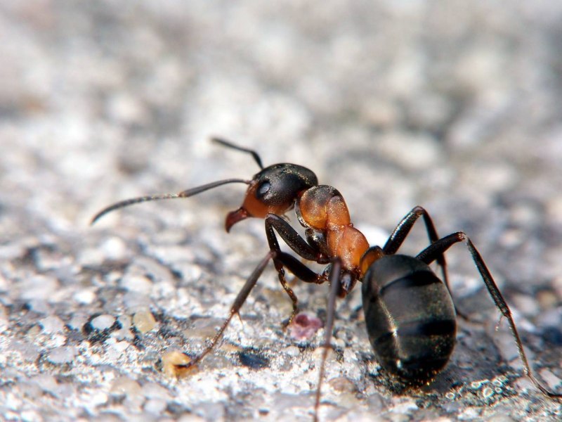 Nothomyrmecia macrops