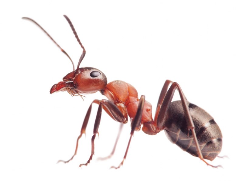 Solenopsis xyloni