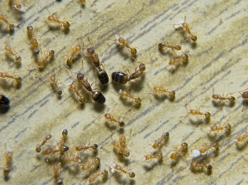 Monomorium pharaonis