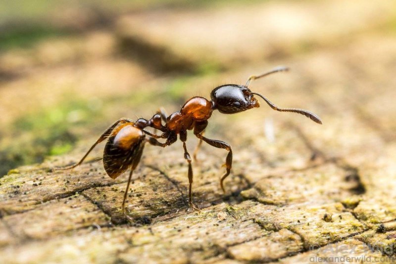 Фараонов — Monomorium pharaonis