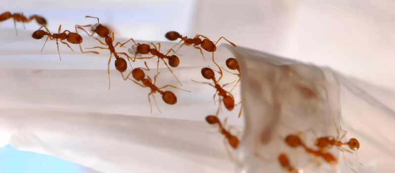 Lasius umbratus матка