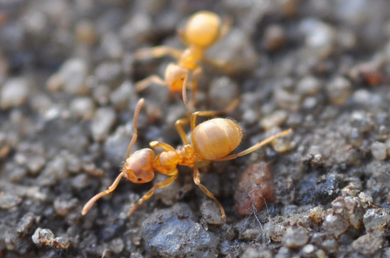 Dorylus nigricans