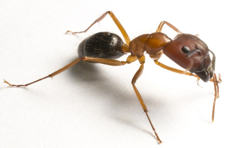 Leptothorax acervorum