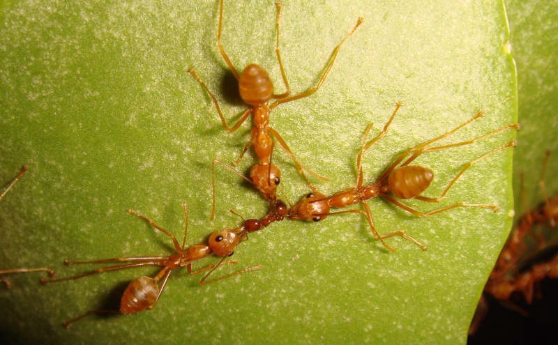 Рыжий Лесной муравей (Formica Rufa)
