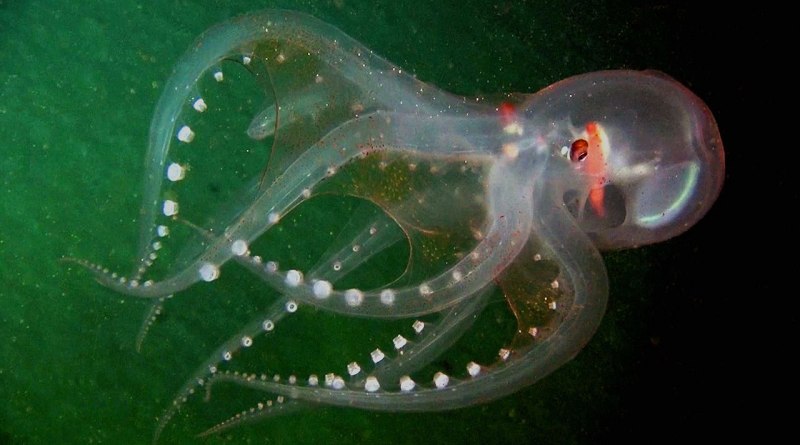 Giganturidae рыба