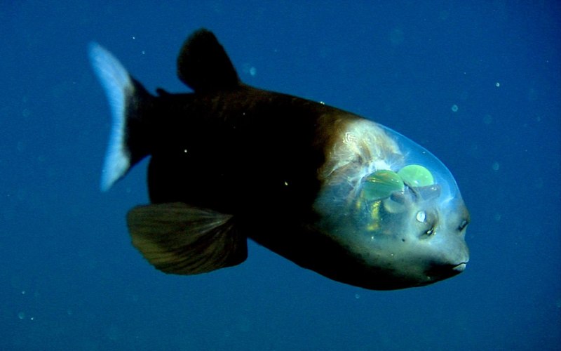 Прозрачная глубоководная рыба (61 фото)