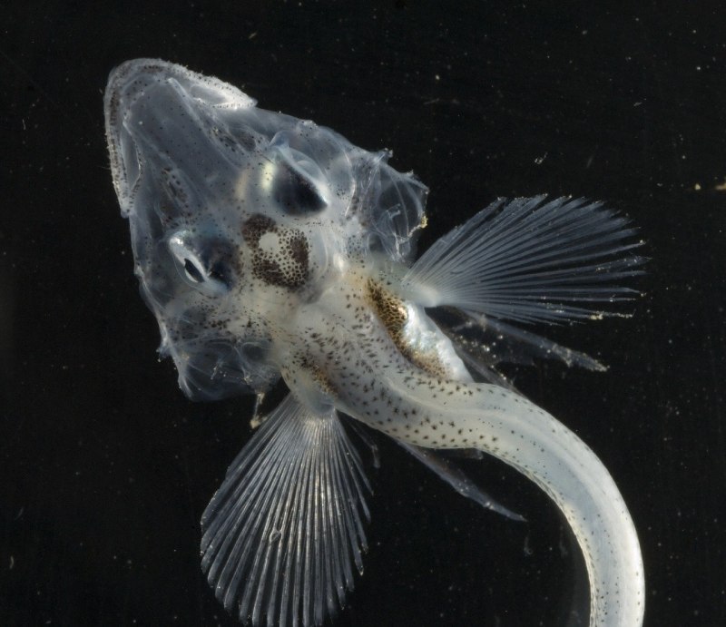 Giganturidae рыба