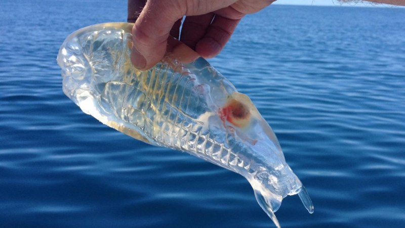 Европейский удильщик морские монстры и ко