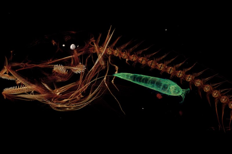 Helicocranchia pfefferi
