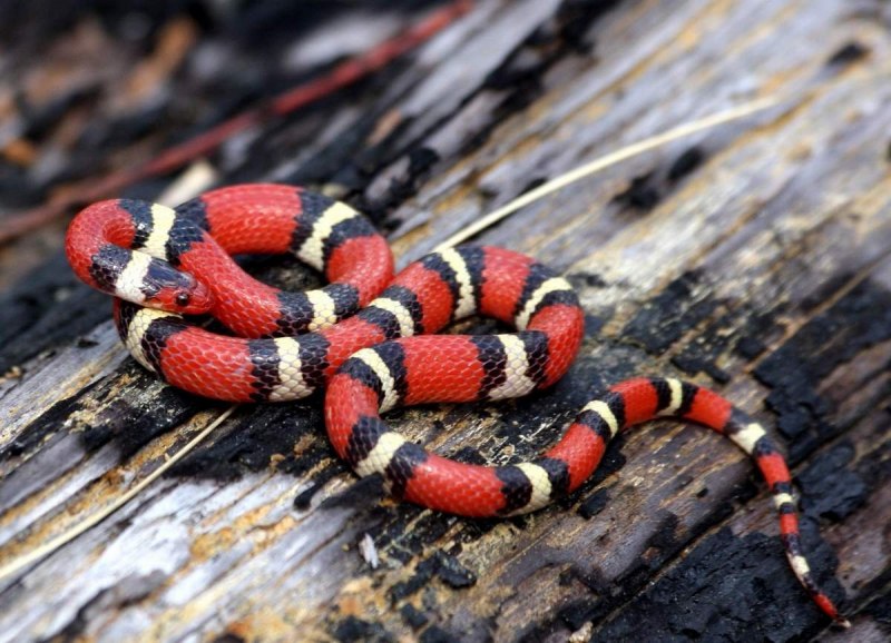 Красная змея (64 фото)