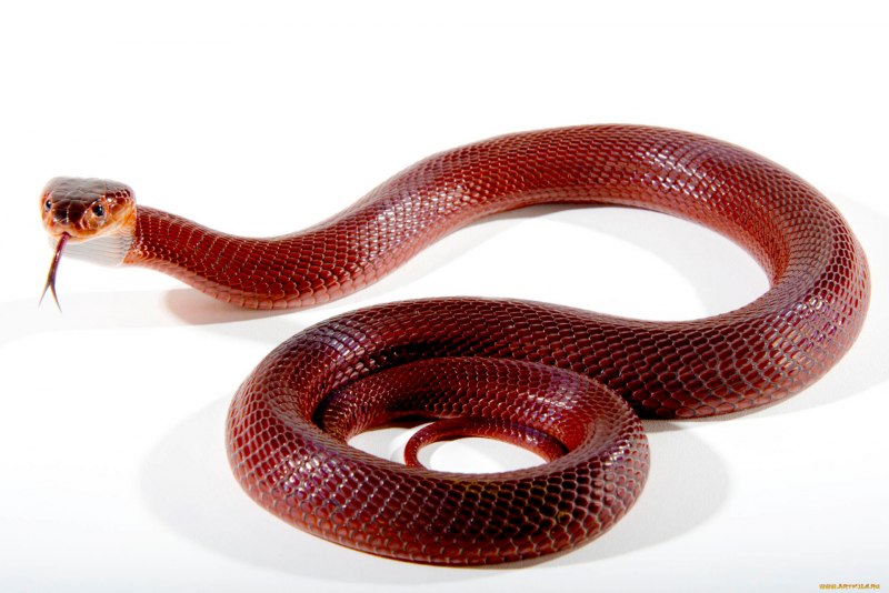 Lampropeltis thayeri