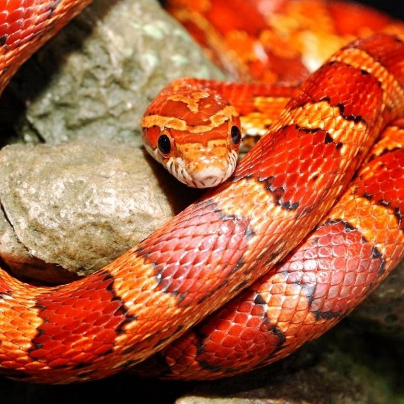 Молочная змея Нельсона Albino (Lampropeltis Triangulum nelsoni)