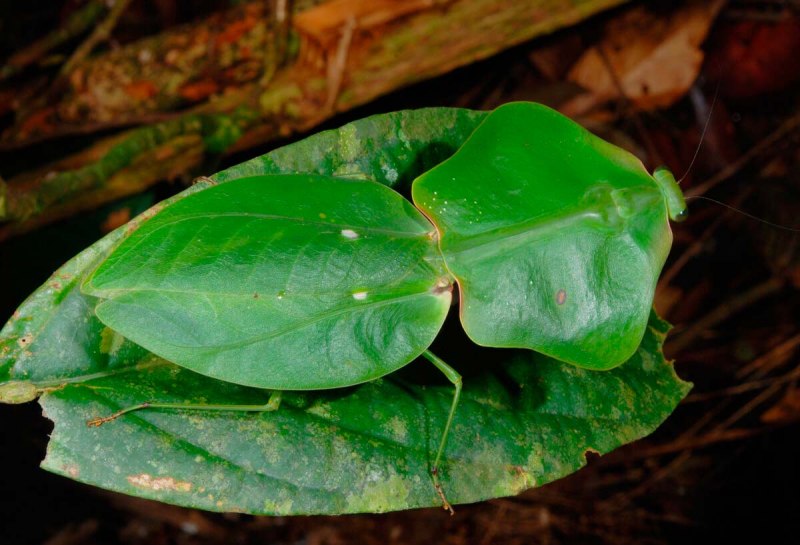 Pseudophyllus Titan