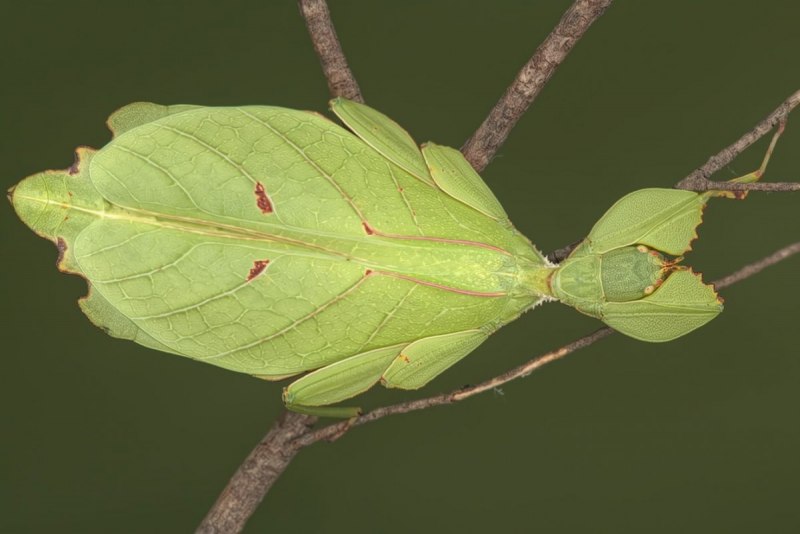Phyllium bioculatum