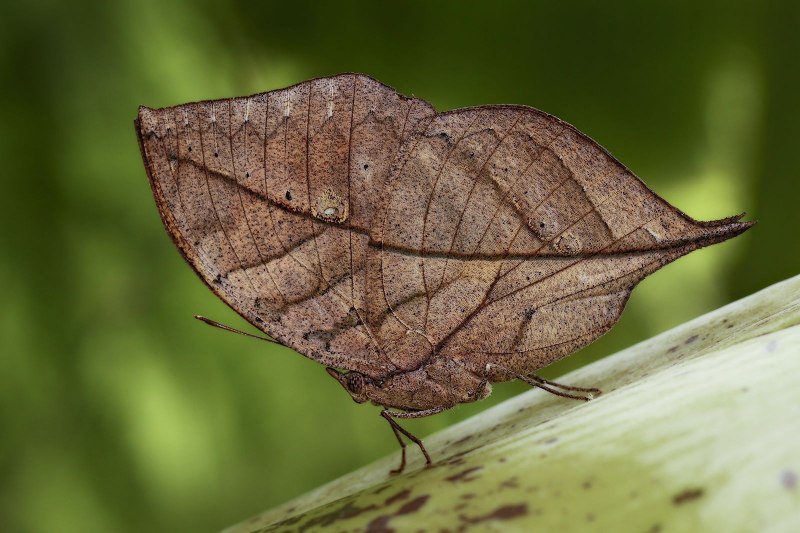 Phyllium bioculatum