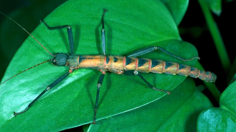 Phyllium bioculatum
