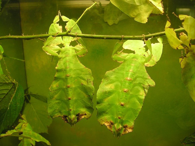 Палочник листовидка Phyllium siccifolium