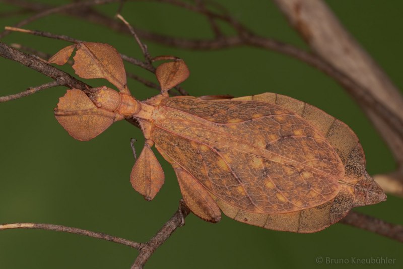Phyllium siccifolium