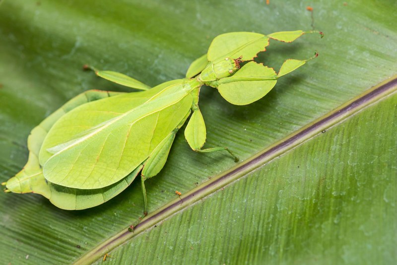 Phyllium siccifolium